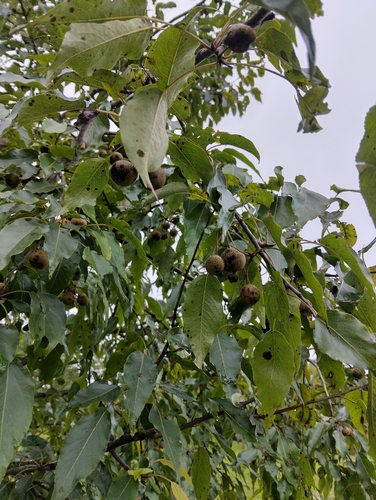 Pyrus pashia, photograph 6