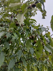 Pyrus pashia, photograph author not stated, no rights reserved