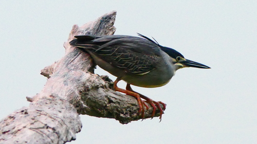 Little Heron