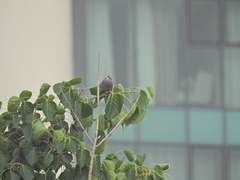 Streptopelia tranquebarica