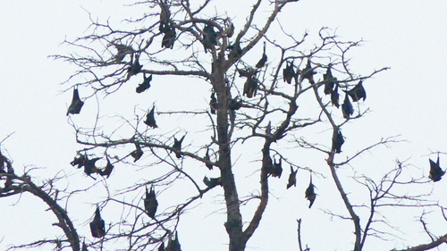 Indian Flying Fox