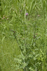 Cirsium texanum
