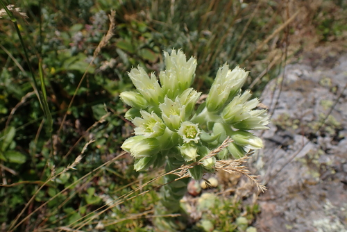 Rolling Hen-and-chicks