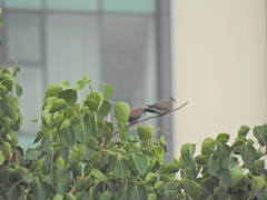 Streptopelia tranquebarica