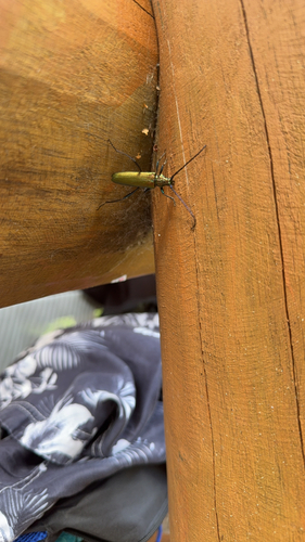 Musk beetle