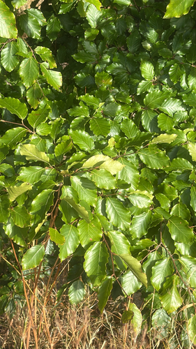 European beech