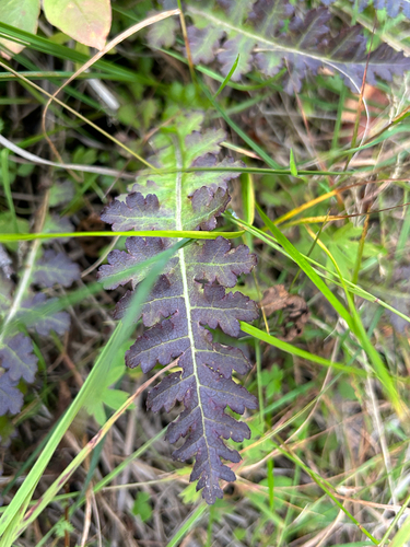 Pedicularis sceptrum-carolinum, photograph 2