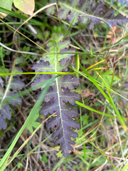 (c) Saskia Kollegger, some rights reserved (CC BY) Pedicularis sceptrum-carolinum, photograph (c) Saskia Kollegger, some rights reserved (CC BY)