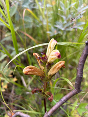 (c) Saskia Kollegger, some rights reserved (CC BY) Pedicularis sceptrum-carolinum, photograph (c) Saskia Kollegger, some rights reserved (CC BY)