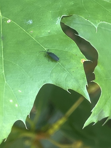 Dotted Firefly