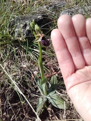 Ophrys sphegodes atrata