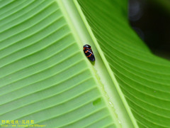 Okiscarta uchidae