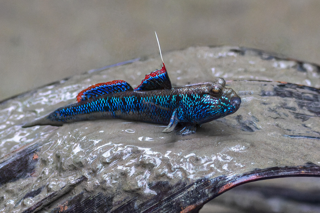 Mekong mudskipper (Periophthalmodon septemradiatus) — Gobiidae