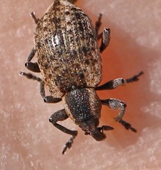 Hypera conmaculata