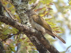 Indicator variegatus