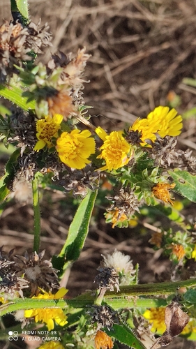 Hawkweed Oxtongue