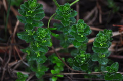 Cruciata glabra krylovii
