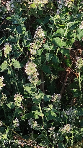 Catnip