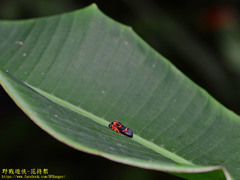 Okiscarta uchidae