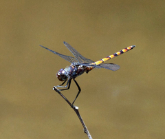 Elasmothemis cannacrioides