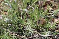 Convolvulus holosericeus