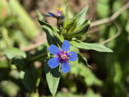 Lysimachia foemina, photograph 2