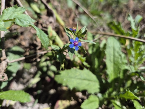 Lysimachia foemina, photograph 3