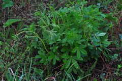 Potentilla chrysantha