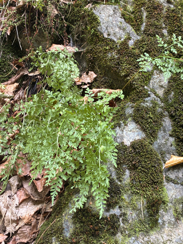Asplenium cuneifolium, 2026-08-08