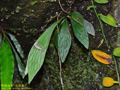 Antrophyum formosanum