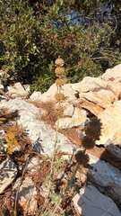 Marrubium incanum, photograph (c) mycoroco, some rights reserved (CC BY)