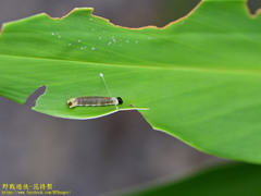 Seseria formosana