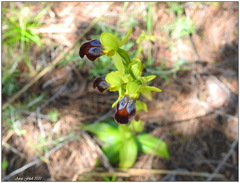 Ophrys fusca iricolor