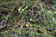 Galium xeroticum