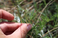 Convolvulus holosericeus