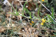 Convolvulus holosericeus