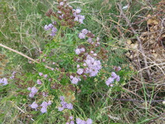 Chromolaena hirsuta