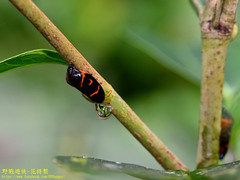 Okiscarta uchidae