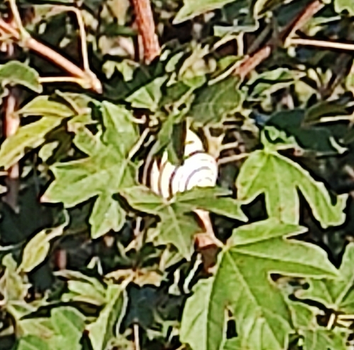 Vineyard Snail