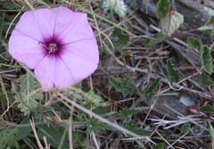 Convolvulus althaeoides, photograph (c) Lídia Carrera, some rights reserved (CC BY)