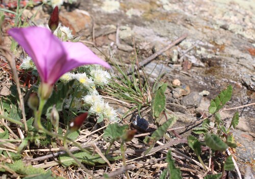 Convolvulus althaeoides, photograph 4