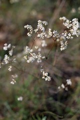 Galium xeroticum