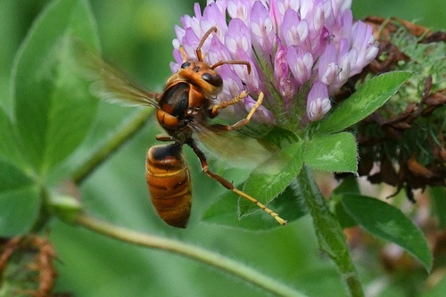 Yellow-legged Hornet
