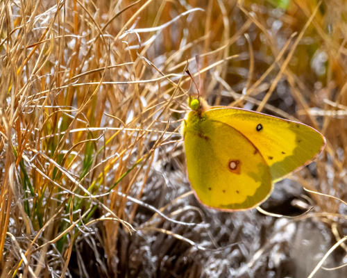iNaturalist observation photo of Clouded Yellows