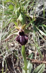 Ophrys sphegodes atrata