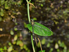 Leptogomphus sauteri