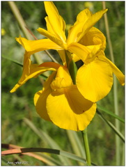 Iris juncea