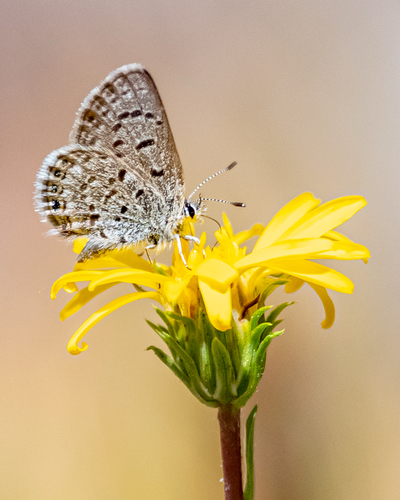 iNaturalist observation photo of Shasta Blue