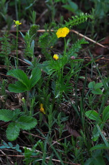 Ranunculus pedatifidus