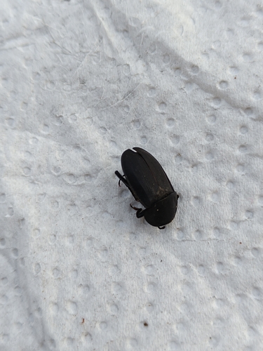 Obscure Carrion Beetle